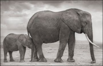 Nick BRANDT (*1966, England): Elephant Mother with Baby at Leg, Amboseli – Christophe Guye Galerie
