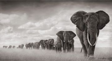 Nick BRANDT (*1966, England): Elephants Walking Through Grass, Amboseli – Christophe Guye Galerie