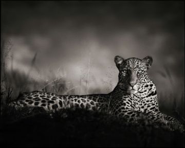 Nick BRANDT (*1966, England): Leopard Staring, Masai Mara – Christophe Guye Galerie