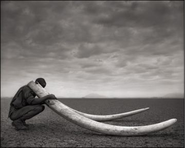 Nick BRANDT (*1966, England): Ranger With Tusks Of Killed Elephant, Amboseli – Christophe Guye Galerie