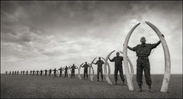 Nick BRANDT (*1966, England): Rangers (Line Of) With Tusks Of Killed Elephants, Amboseli – Christophe Guye Galerie