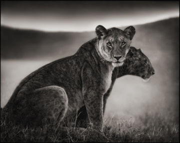 Nick BRANDT (*1966, England): Sitting Lionesses, Serengeti – Christophe Guye Galerie