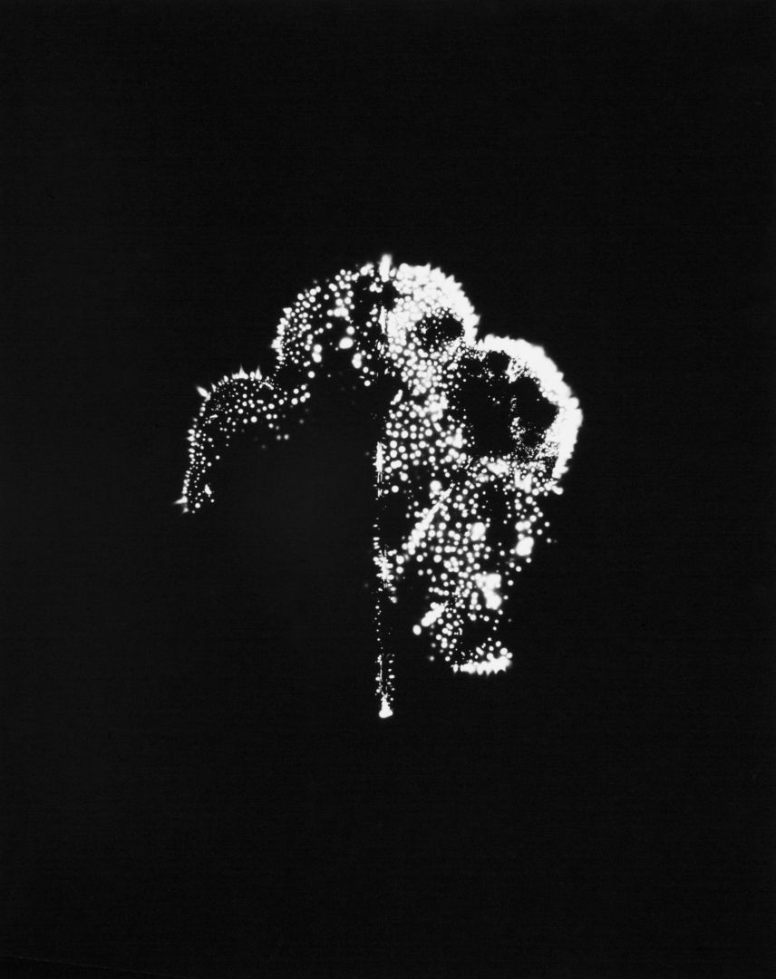 Christophe Guye Galerie Wataru Yamamoto A Chrysanth Leaf 3 from the series Leaf of Electric Light