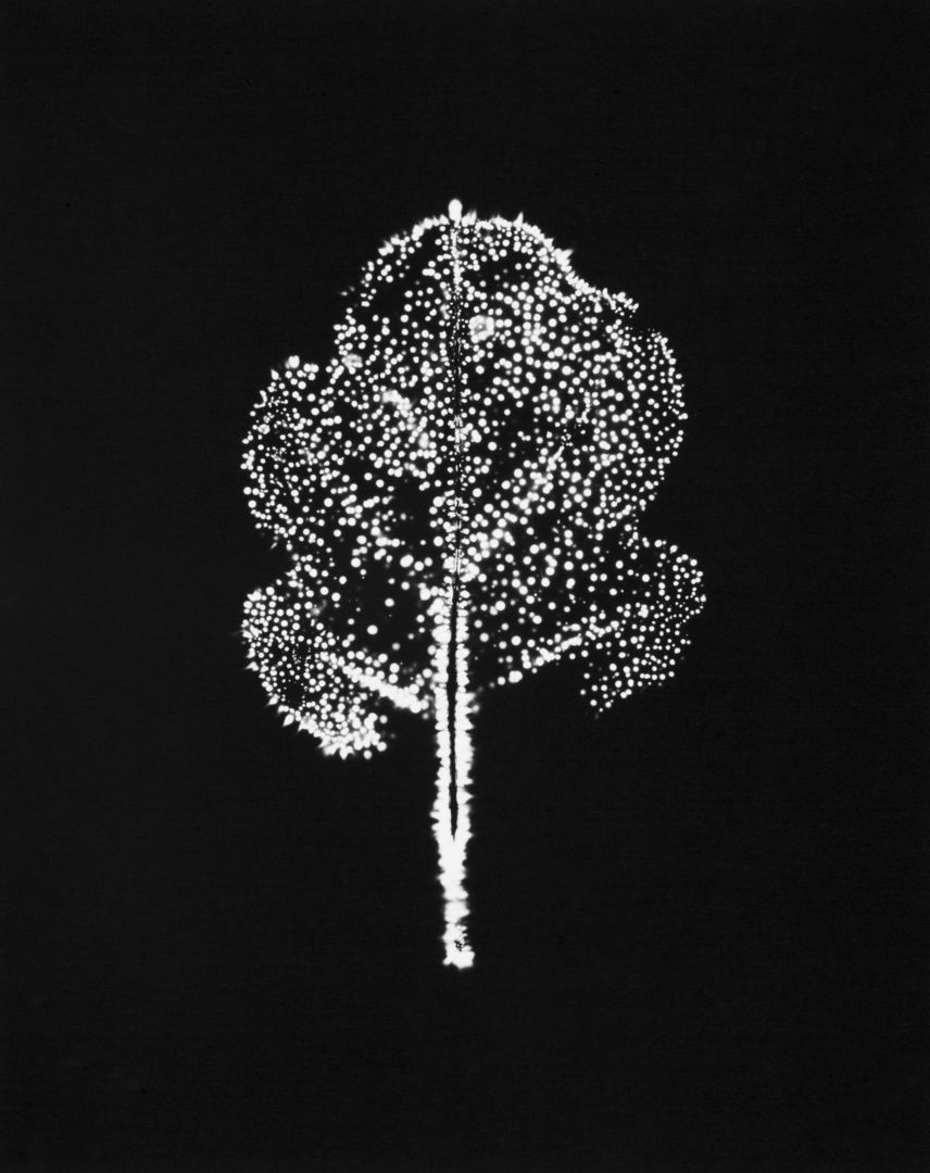 Wataru YAMAMOTO (*1986, Japan): A Chrysanth Leaf 7, from the series 'Leaf of Electric Light' – Christophe Guye Galerie