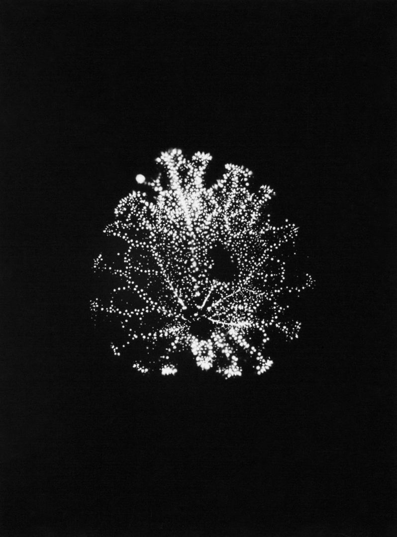 Wataru YAMAMOTO (*1986, Japan): A Violet Leaf 1, from the series 'Leaf of Electric Light' – Christophe Guye Galerie