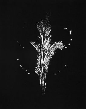Wataru YAMAMOTO (*1986, Japan): A Chrysanth Leaf 1, from the series 'Leaf of Electric Light' – Christophe Guye Galerie