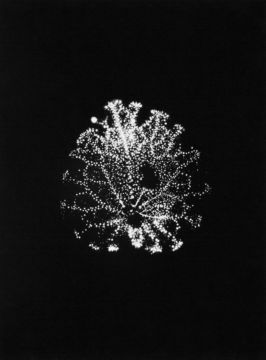 Wataru YAMAMOTO (*1986, Japan): A Violet Leaf 1, from the series 'Leaf of Electric Light' – Christophe Guye Galerie