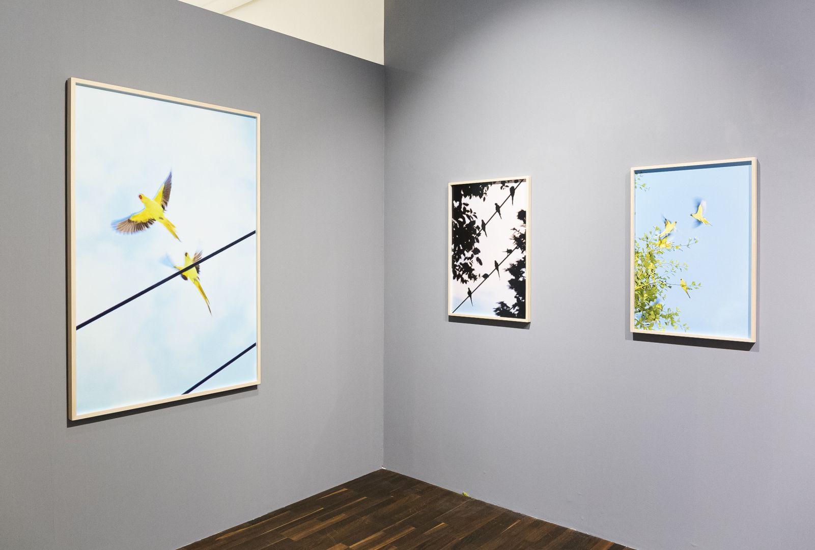 Christophe Guye Galerie Yoshinori Mizutani Birds Ev5
