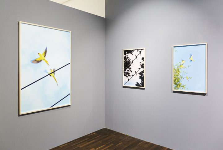 Birds – Christophe Guye Galerie