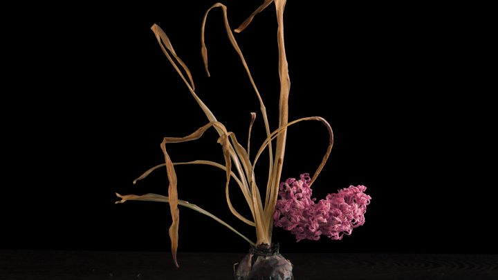 Flora Imaginaria: The Flower in Contemporary Photography Brigitte Lustenberger Flowers IX