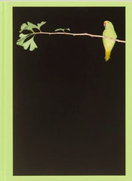 Yoshinori Mizutani Tokyo Parrots 1